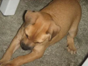 Cachorro raça vira lata idade 2 a 6 meses nome anita