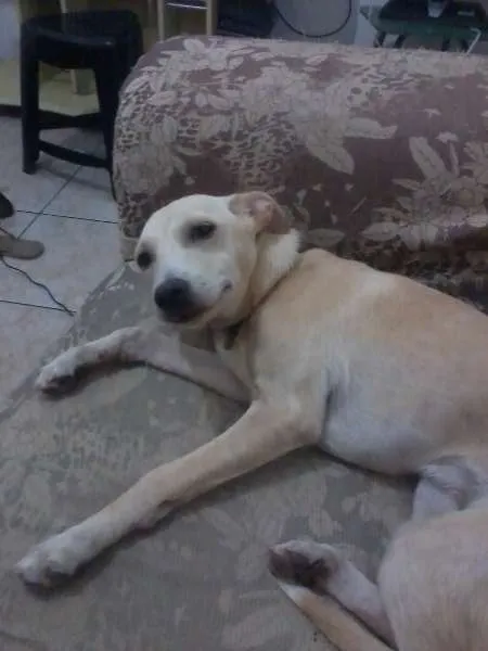 Cachorro raça SRD idade 7 a 11 meses nome Pank