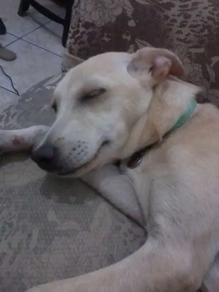 Cachorro raça SRD idade 7 a 11 meses nome Pank