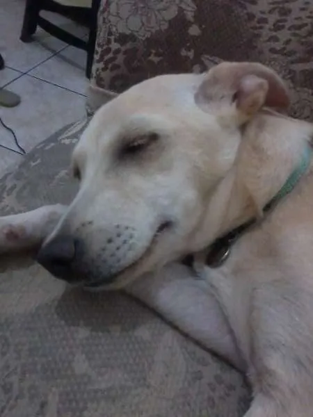 Cachorro raça SRD idade 7 a 11 meses nome Pank