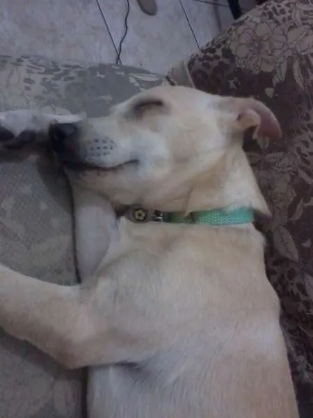 Cachorro raça SRD idade 7 a 11 meses nome Pank