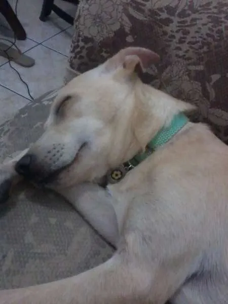 Cachorro raça SRD idade 7 a 11 meses nome Pank