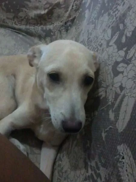 Cachorro raça SRD idade 7 a 11 meses nome Pank