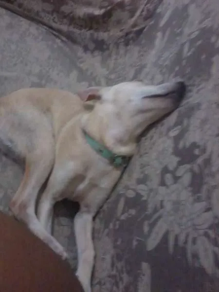 Cachorro raça SRD idade 7 a 11 meses nome Pank