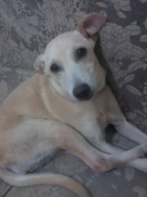 Cachorro raça SRD idade 7 a 11 meses nome Pank