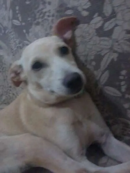 Cachorro raça SRD idade 7 a 11 meses nome Pank