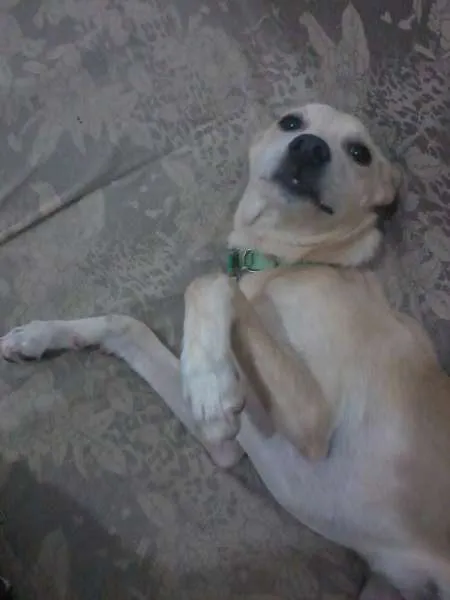 Cachorro raça SRD idade 7 a 11 meses nome Pank