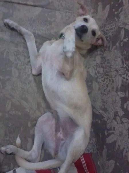 Cachorro raça SRD idade 7 a 11 meses nome Pank