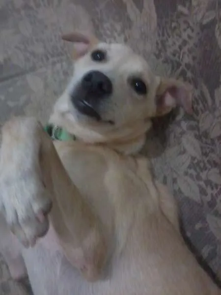 Cachorro raça SRD idade 7 a 11 meses nome Pank