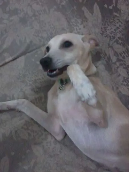 Cachorro raça SRD idade 7 a 11 meses nome Pank