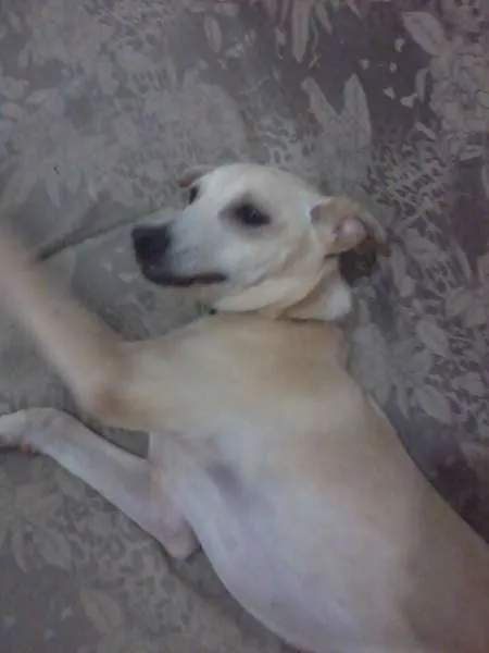 Cachorro raça SRD idade 7 a 11 meses nome Pank