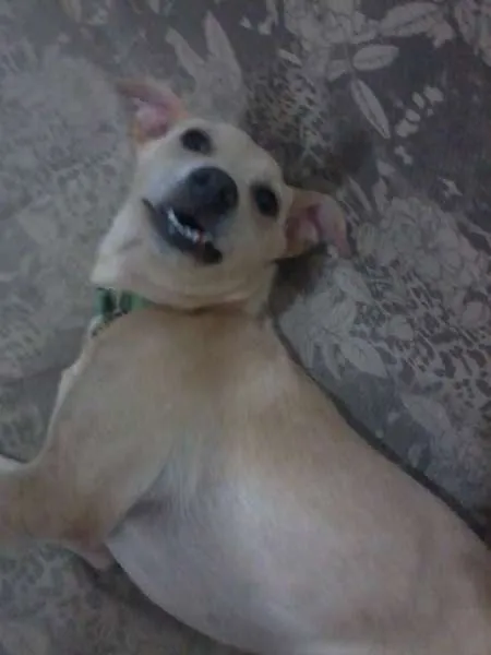 Cachorro raça SRD idade 7 a 11 meses nome Pank