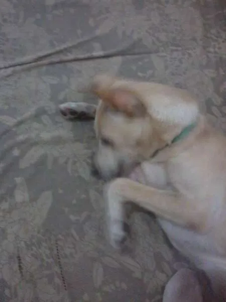 Cachorro raça SRD idade 7 a 11 meses nome Pank