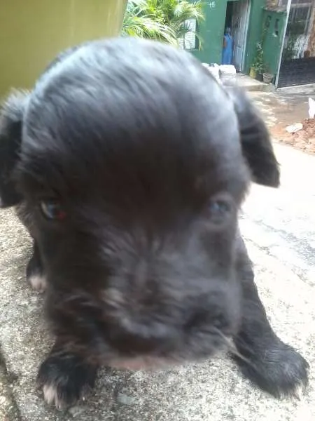 Cachorro raça SRD idade Abaixo de 2 meses nome Let