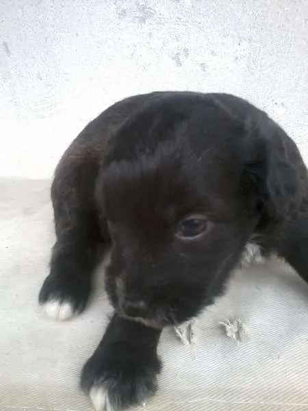 Cachorro raça SRD idade Abaixo de 2 meses nome Let
