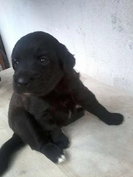 Cachorro raça SRD idade Abaixo de 2 meses nome Let