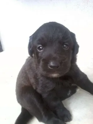 Cachorro raça SRD idade Abaixo de 2 meses nome Let