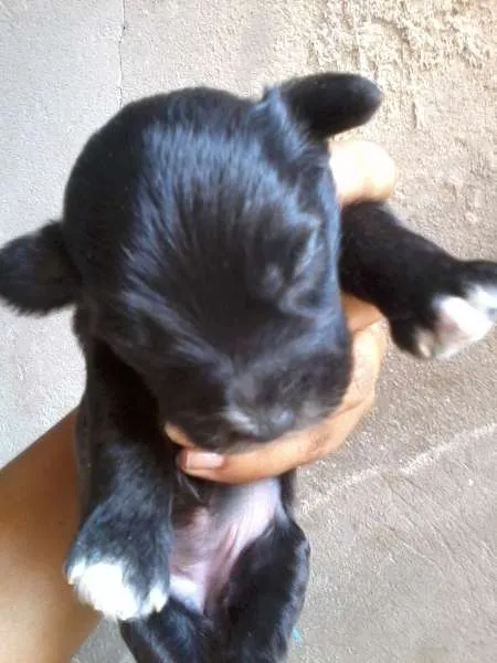 Cachorro raça SRD idade Abaixo de 2 meses nome Let