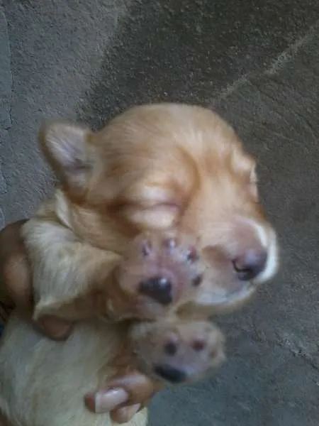 Cachorro raça SRD idade Abaixo de 2 meses nome Let