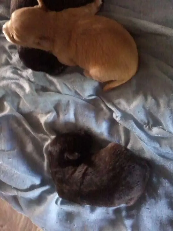 Cachorro raça SRD idade Abaixo de 2 meses nome Let