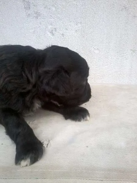Cachorro raça SRD idade Abaixo de 2 meses nome Let