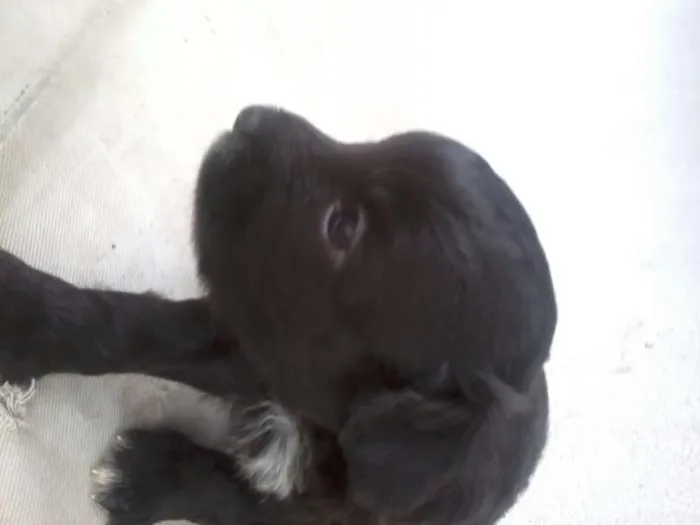 Cachorro raça SRD idade Abaixo de 2 meses nome Let