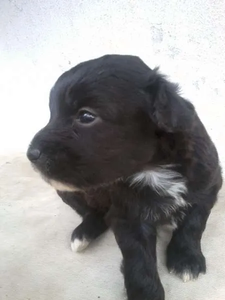 Cachorro raça SRD idade Abaixo de 2 meses nome Let