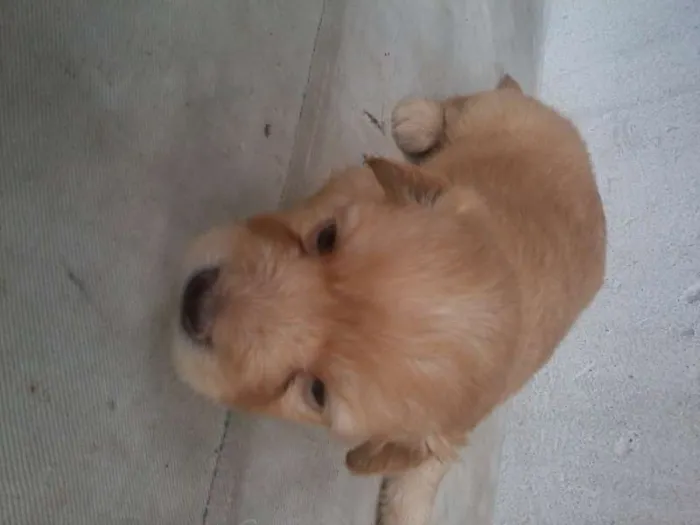 Cachorro raça SRD idade Abaixo de 2 meses nome Let