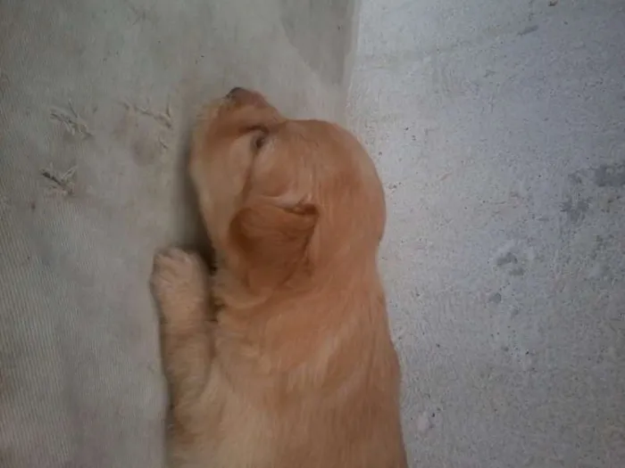 Cachorro raça SRD idade Abaixo de 2 meses nome Let