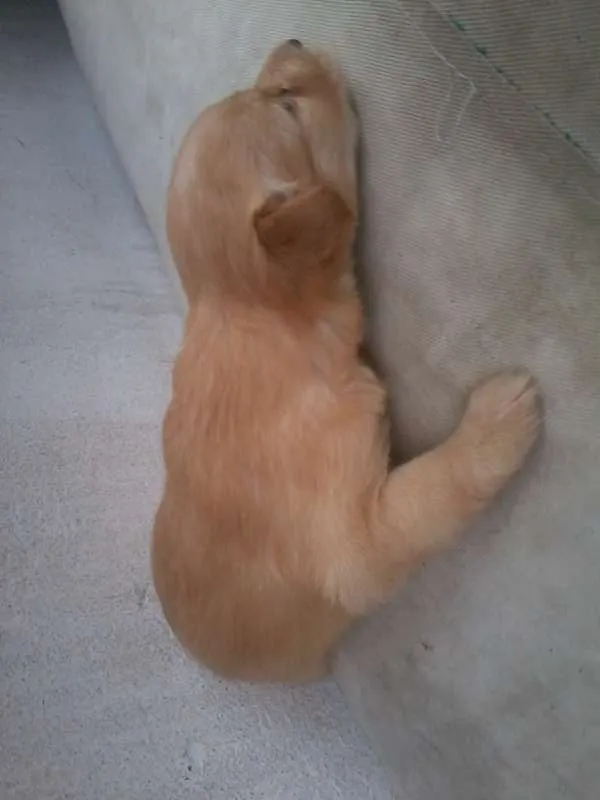 Cachorro raça SRD idade Abaixo de 2 meses nome Let