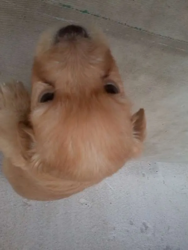 Cachorro raça SRD idade Abaixo de 2 meses nome Let