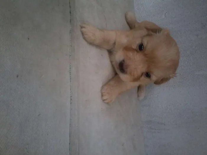 Cachorro raça SRD idade Abaixo de 2 meses nome Let