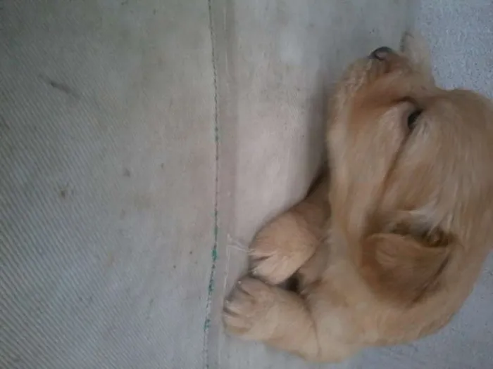 Cachorro raça SRD idade Abaixo de 2 meses nome Let