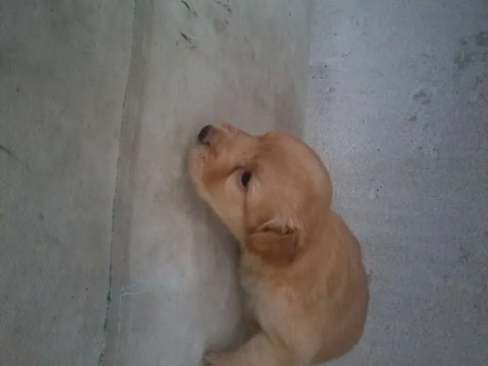 Cachorro raça SRD idade Abaixo de 2 meses nome Let