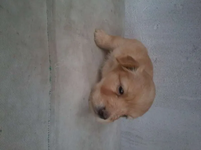 Cachorro raça SRD idade Abaixo de 2 meses nome Let