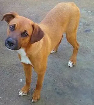 Cachorro ra a viralata idade 7 a 11 meses nome lorena