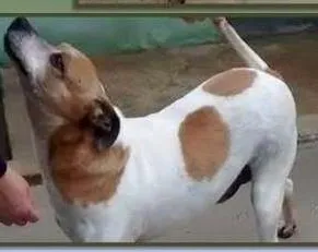 Cachorro ra a SRD idade 4 anos nome Spike