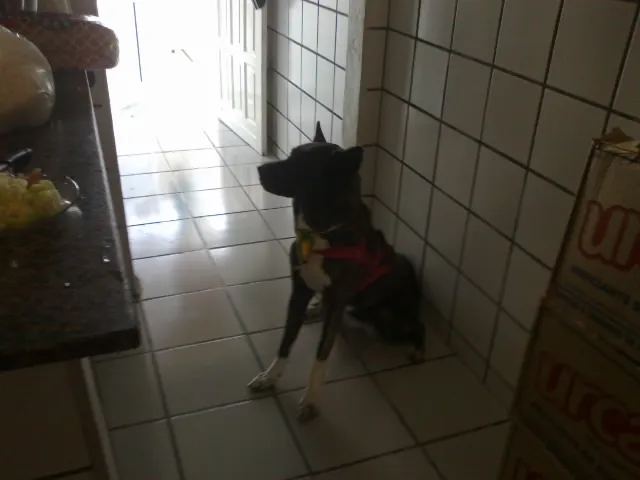 Cachorro ra a Akita idade 2 anos nome Dany