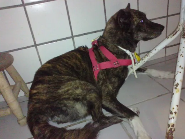 Cachorro ra a Akita idade 2 anos nome Dany