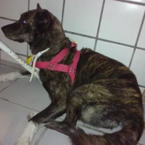 Cachorro raça Akita idade 2 anos nome Dany
