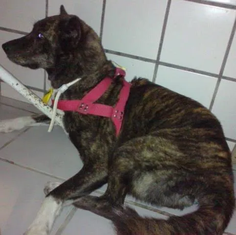 Cachorro ra a Akita idade 2 anos nome Dany