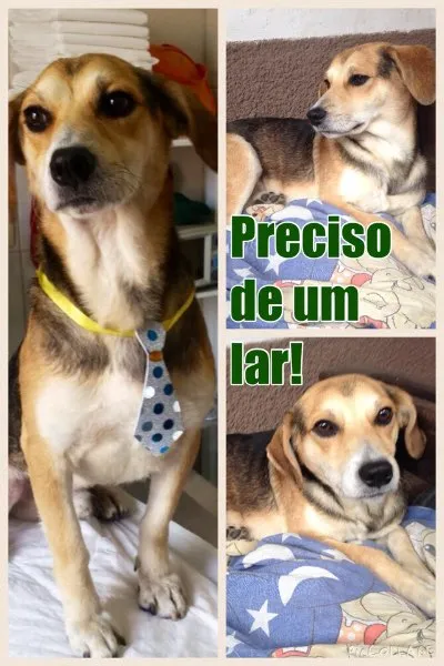 Cachorro ra a SRD idade 1 ano nome Francisco