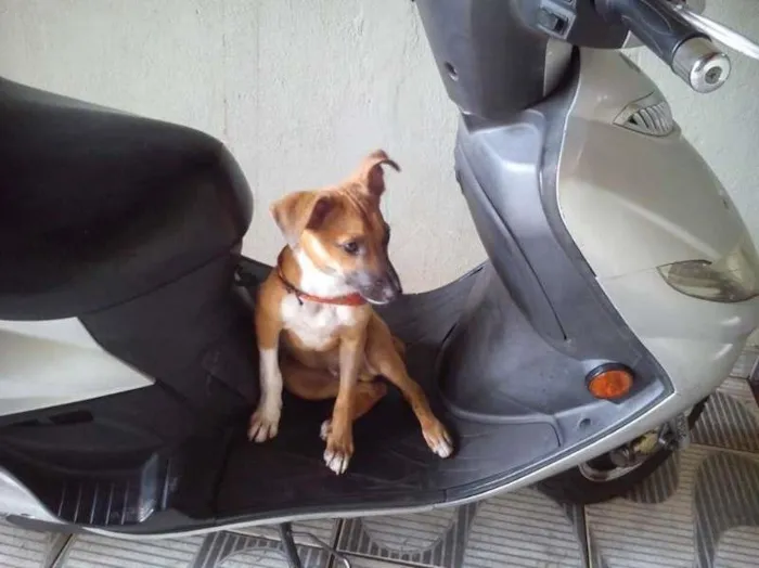 Cachorro ra a vira lata idade 2 a 6 meses nome Thor