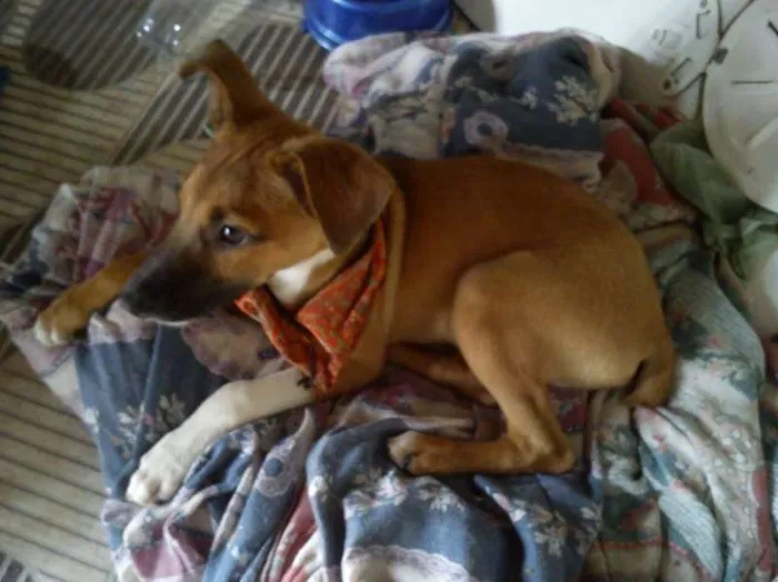 Cachorro ra a vira lata idade 2 a 6 meses nome Thor