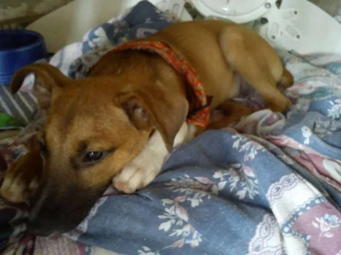Cachorro ra a vira lata idade 2 a 6 meses nome Thor