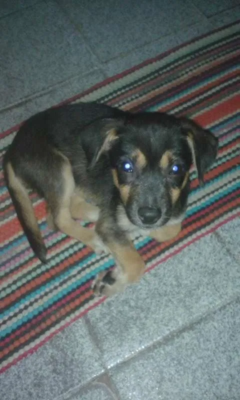 Cachorro raça Não endentificada idade 2 a 6 meses nome miny
