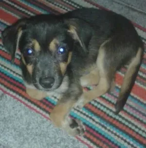 Cachorro raça Não endentificada idade 2 a 6 meses nome miny