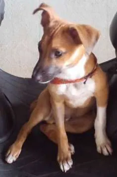 Cachorro ra a vira lata idade 2 a 6 meses nome Thor