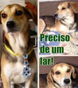 Cachorro raça SRD idade 1 ano nome Francisco