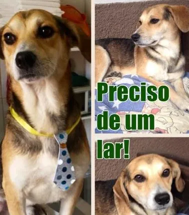 Cachorro ra a SRD idade 1 ano nome Francisco